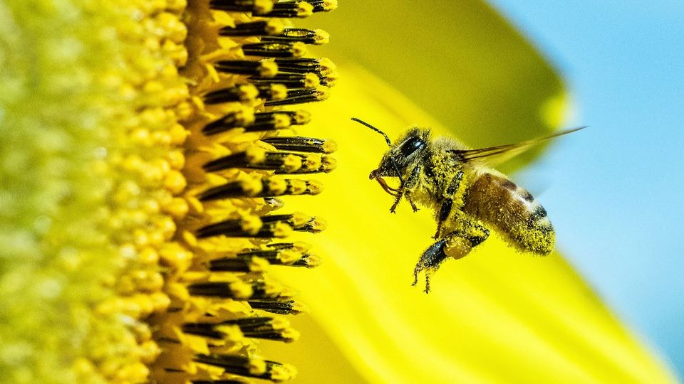 A pollen-covered bee in front of a sunflower.