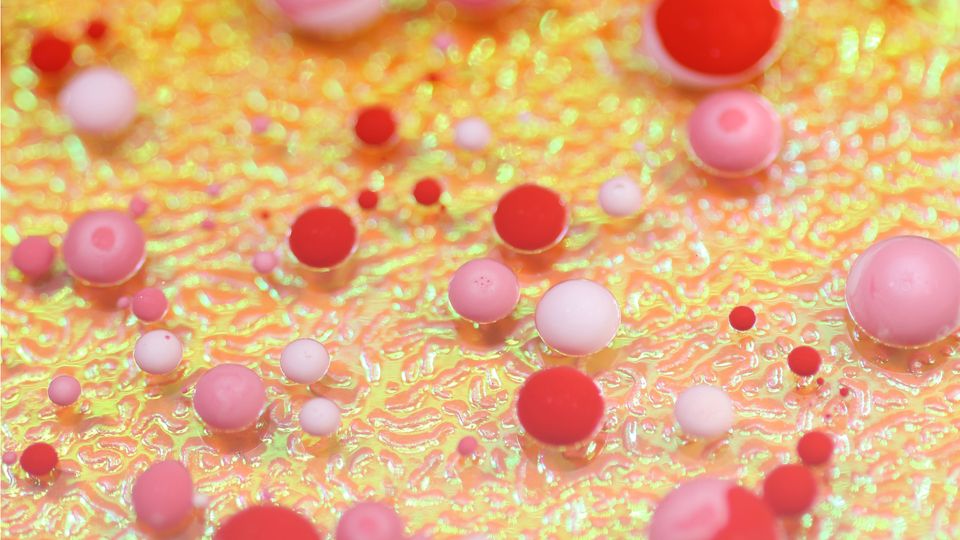 Red and white blood cells in a blood vessel.