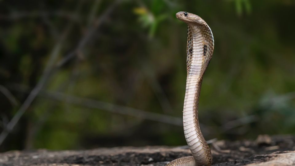 A brown snake.