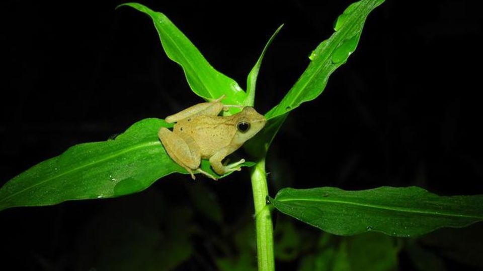 A small, pale green frog on a leaf.