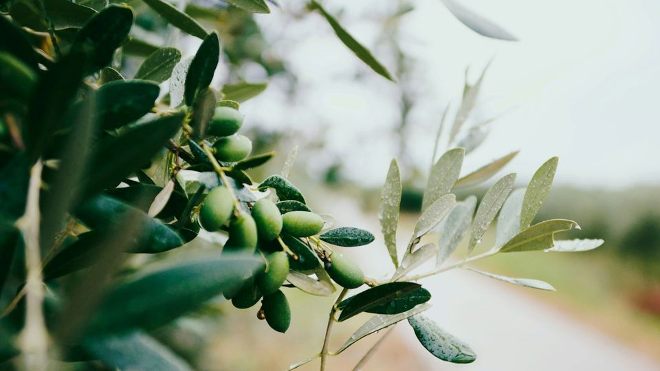 Olives on a tree.