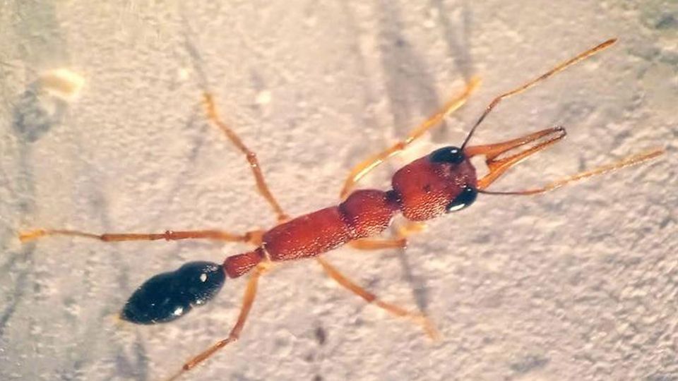 A red ant.
