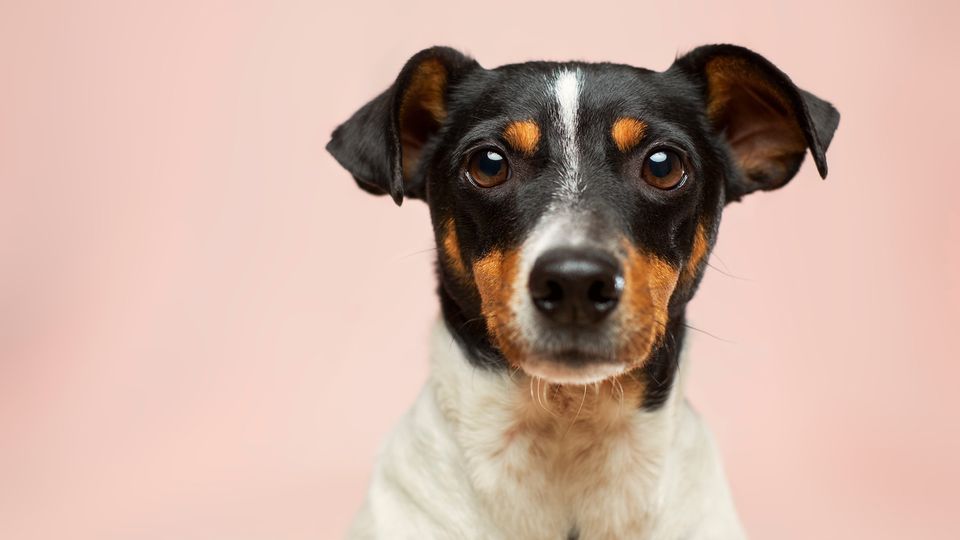 A dog with a pink background behind them.