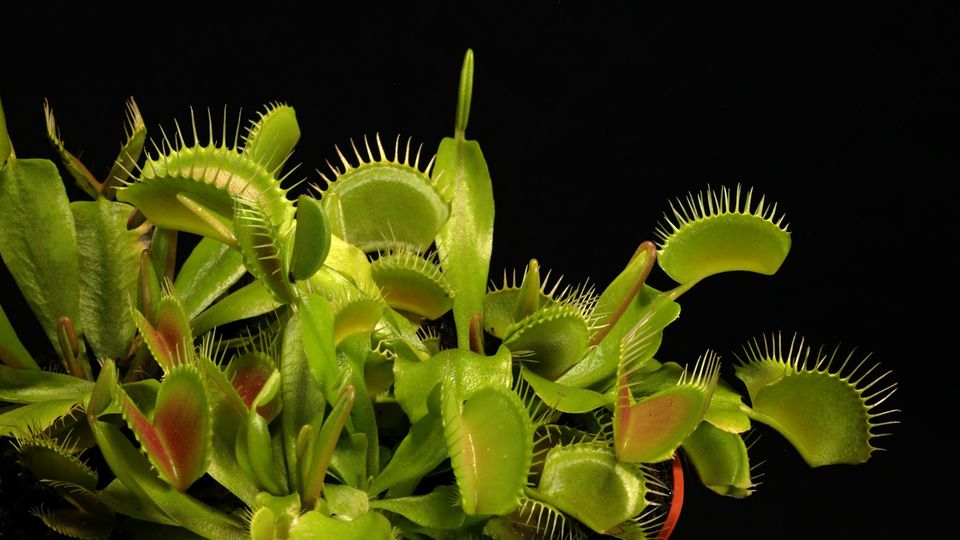 A venus flytrap plant.