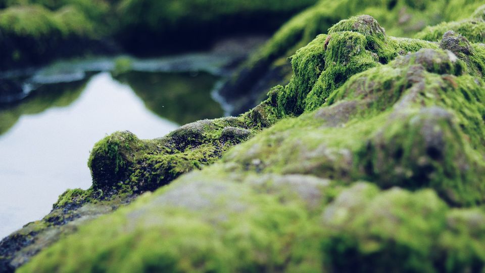 Algae growing on rocks.