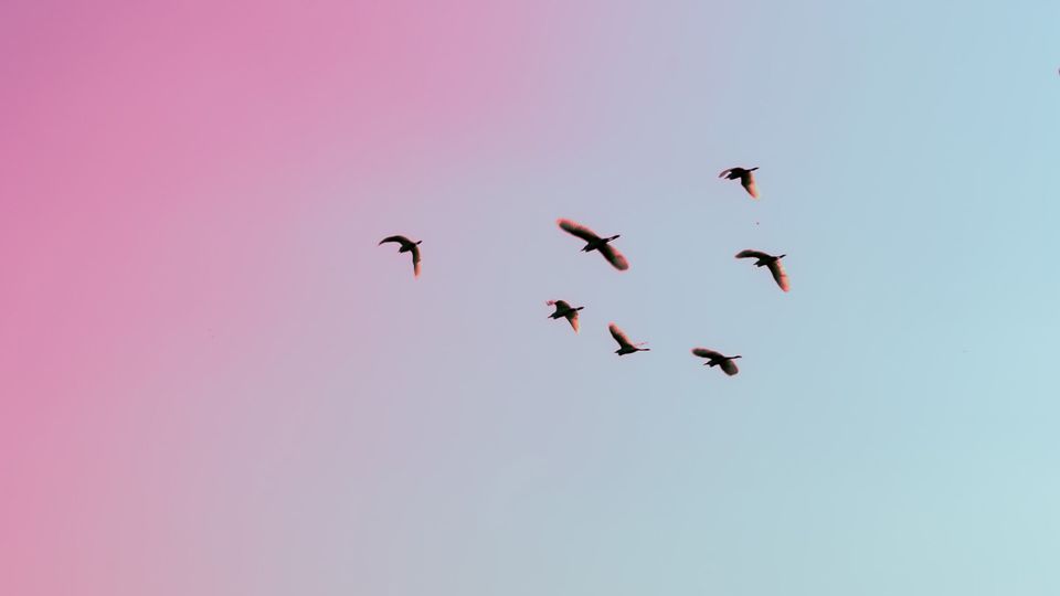 Birds flying in the sky.