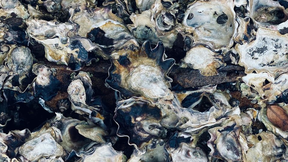 Many empty oyster shells.