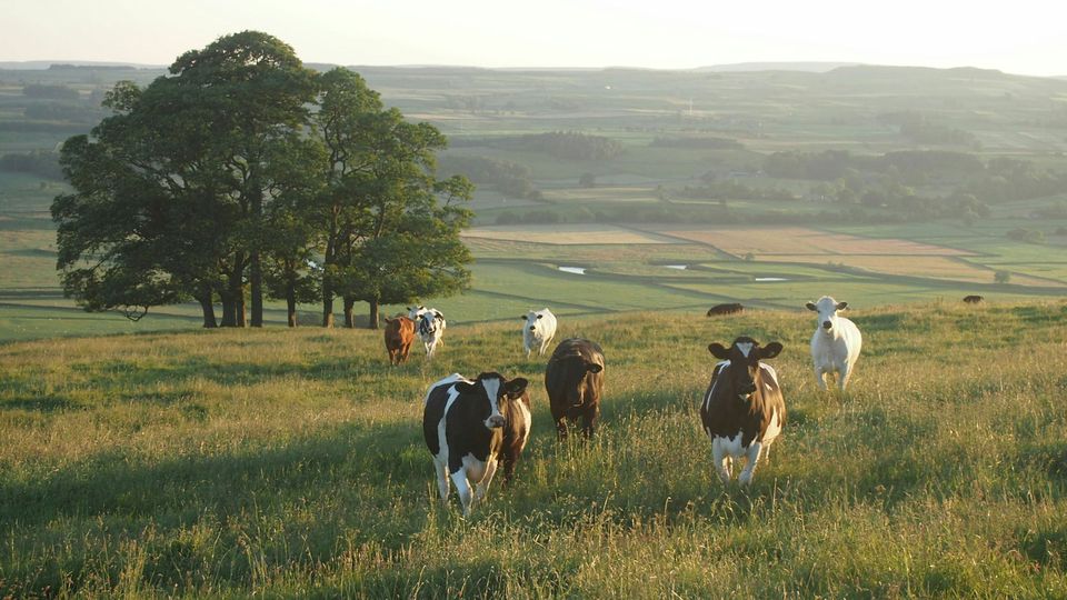 Cows grazing in a field.