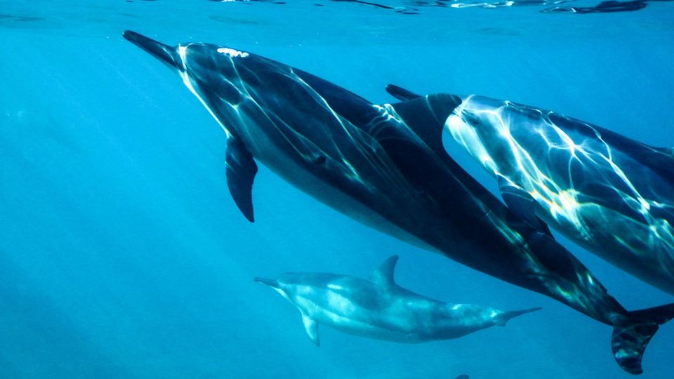 Underwater photography of three dolphins.