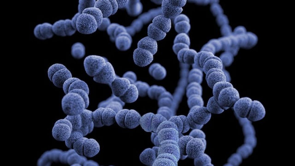 Bacteria formed of small spherical subunits.