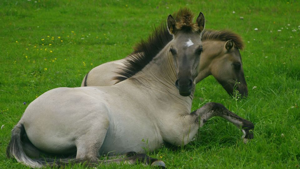 Two horses lying down in a grass field.