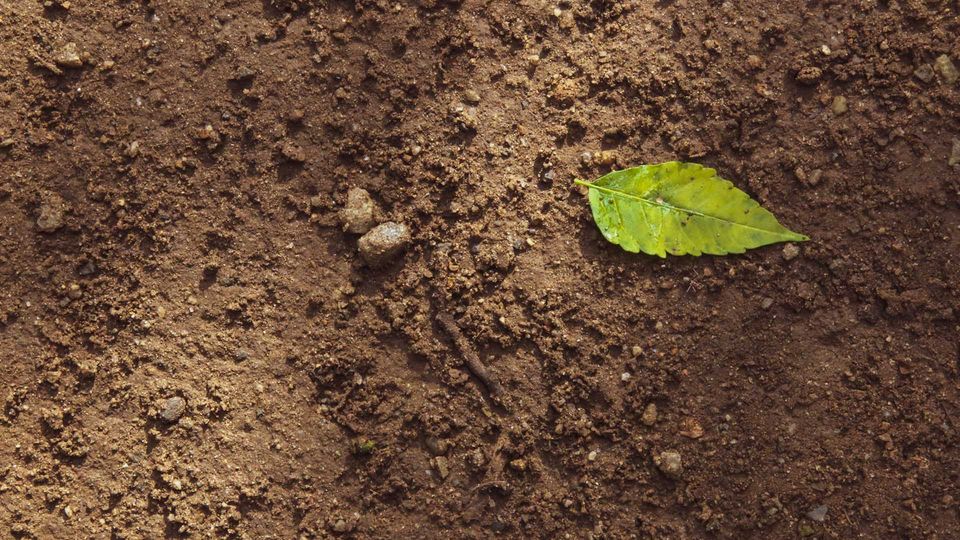 Soil with a leaf.