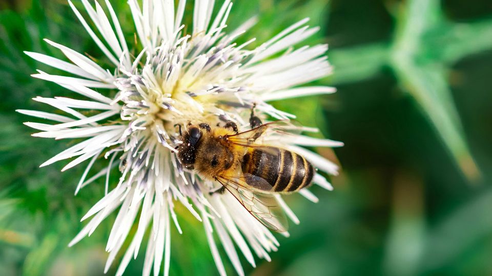 A honeybee on a white flower.