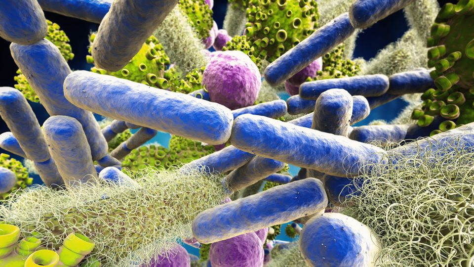 Various types of bacteria with different shapes and colors.