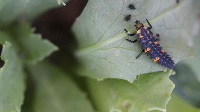 Aphids on the test field.