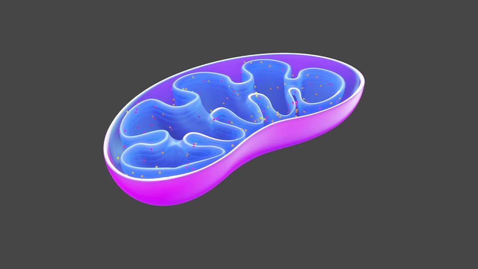 Cross section of a mitochondrion.