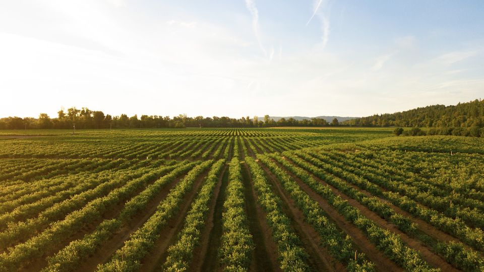 A large field.