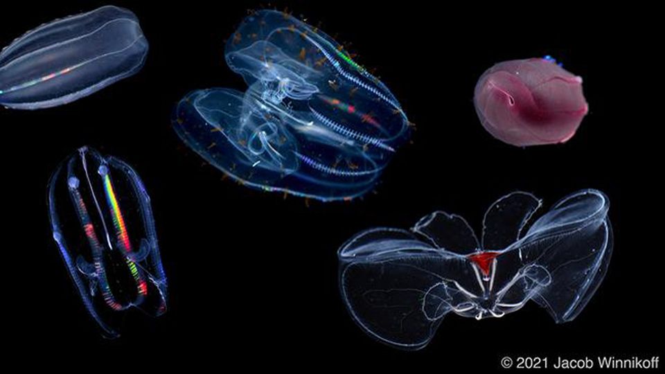 A collage of five of the comb jelly species studied. Red coloration as seen in the two specimens at right is common among deep-sea animals.