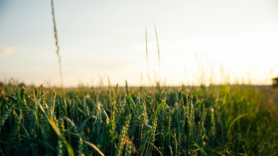 Field of crops.