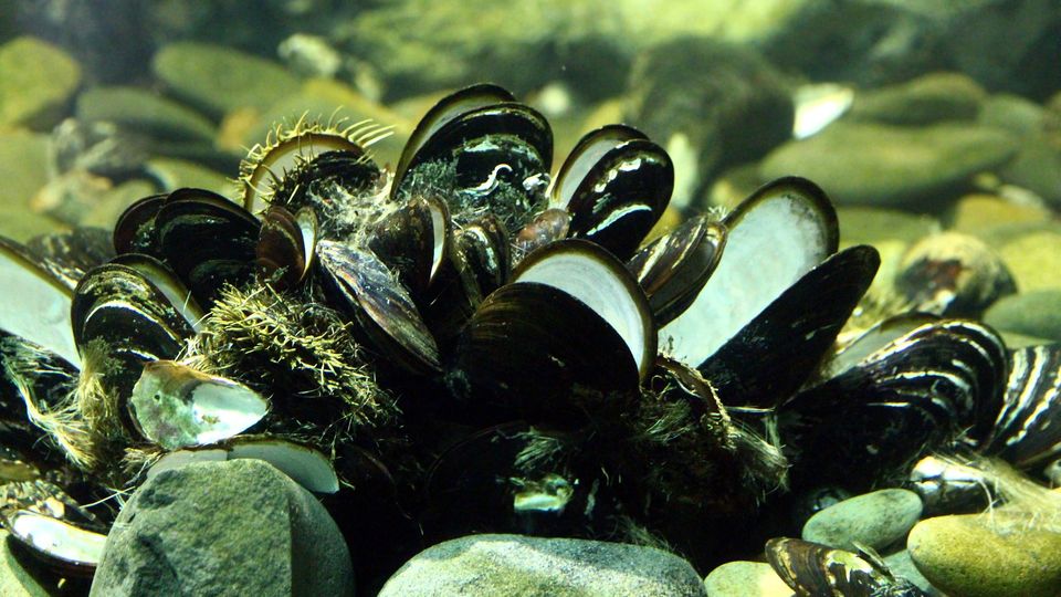 Underwater shot of oysters.