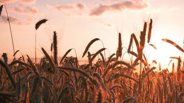 Crops under sunshine.