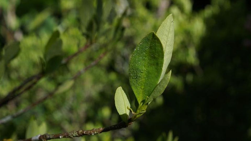 Leaves on a coca plant.