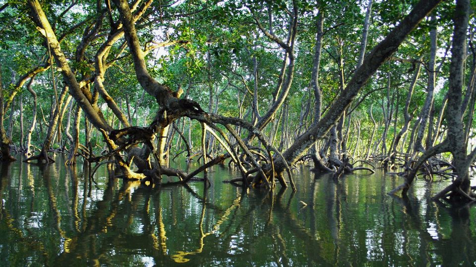A mangrove forest in water.
