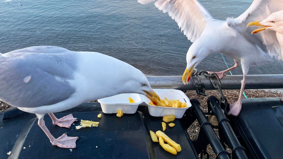 Three gulls eating chips.
