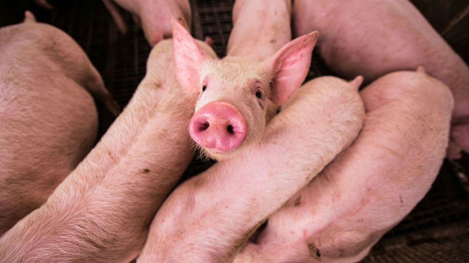 Pigs in close proximity to each other, with one looking at the camera.