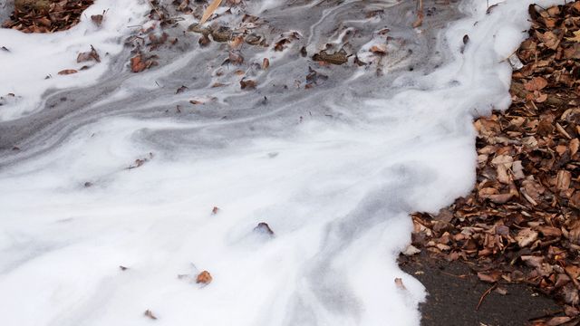 Foam on top of brown leaves.