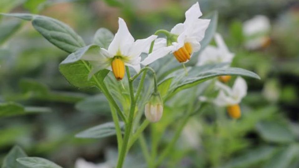 Solanum jamesii plant, the Four Corners potato.