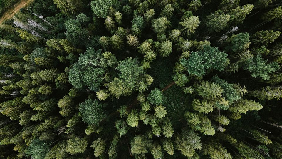 A birds eye view of a forest.