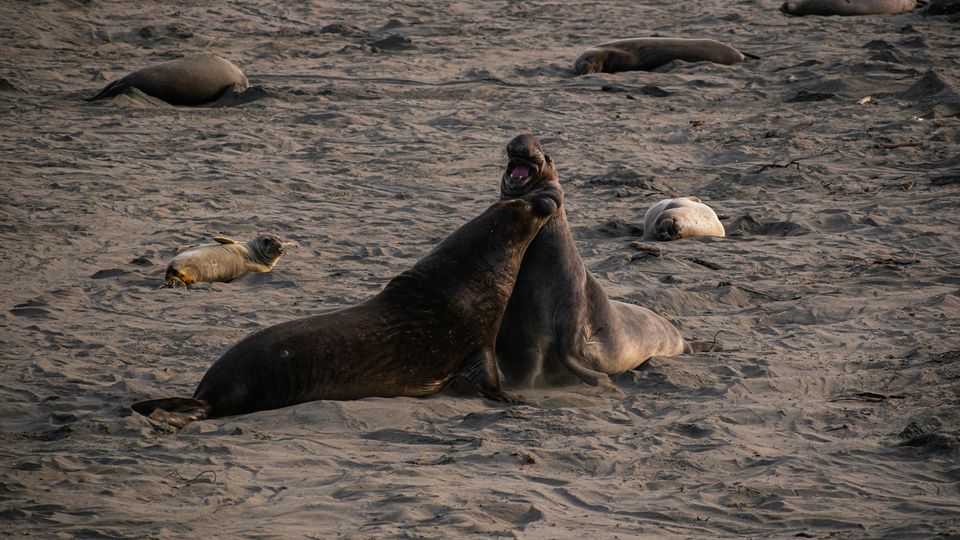 Elephant seals on a beach.