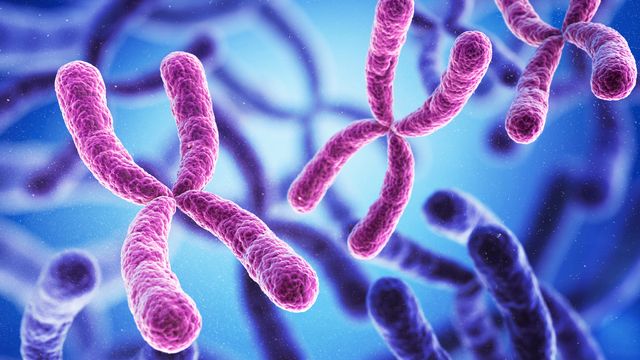 parental-x-chromosomes-compete