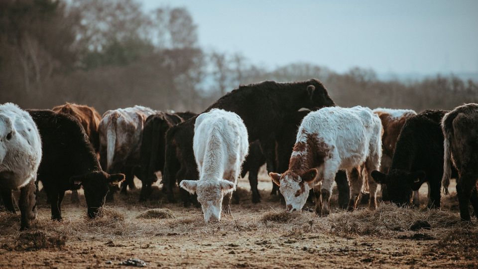 Cows grazing in a field.