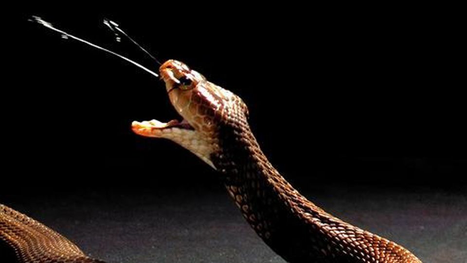 A Nubian spitting cobra (Naja nubiae).