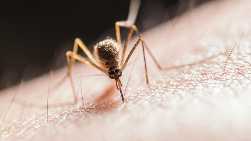 Close up of a mosquito biting human skin