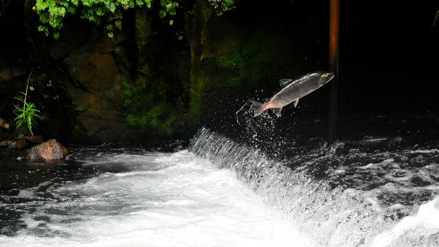 A fish jumping out of a river.