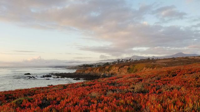 Plastic Pollution and Flooding Are Double Threats to Coastal Plants