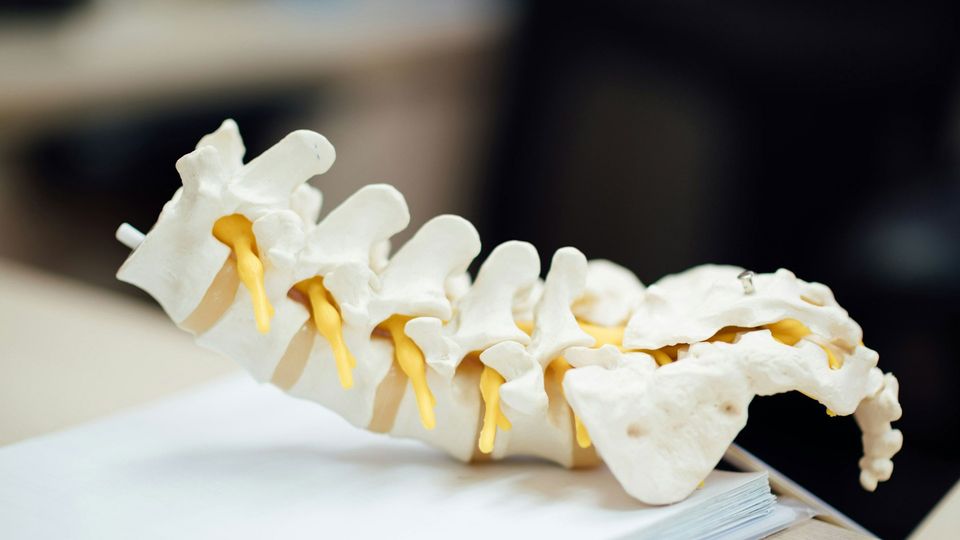 A plastic model of a section of spine and spinal cord.