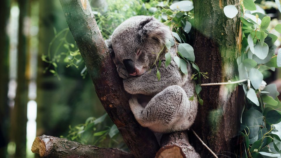 A koala in a tree.