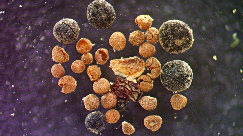 Small seeds and fungi seen under a microscope.