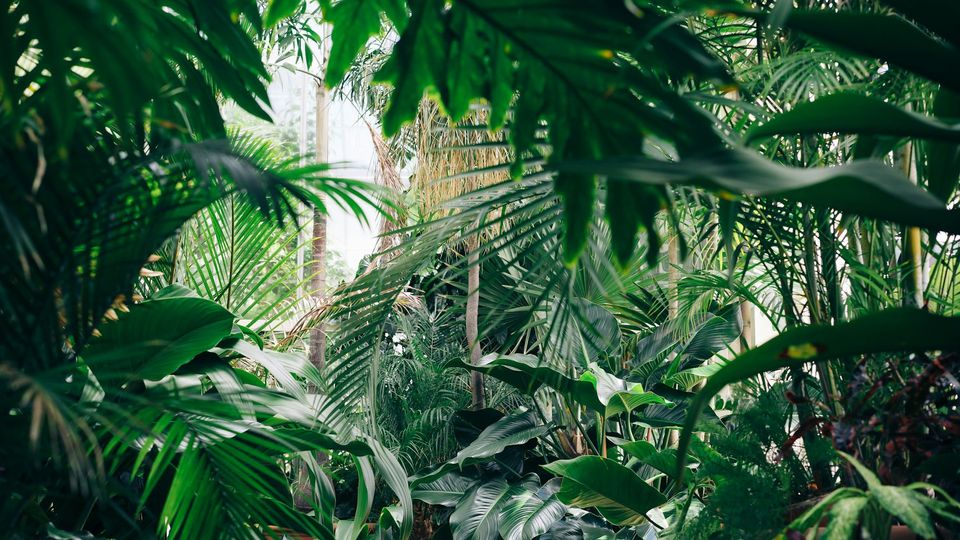 Green plants.