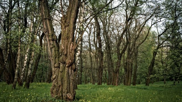 Plants Can Take Millions of Years To Recover From Global Warming ...