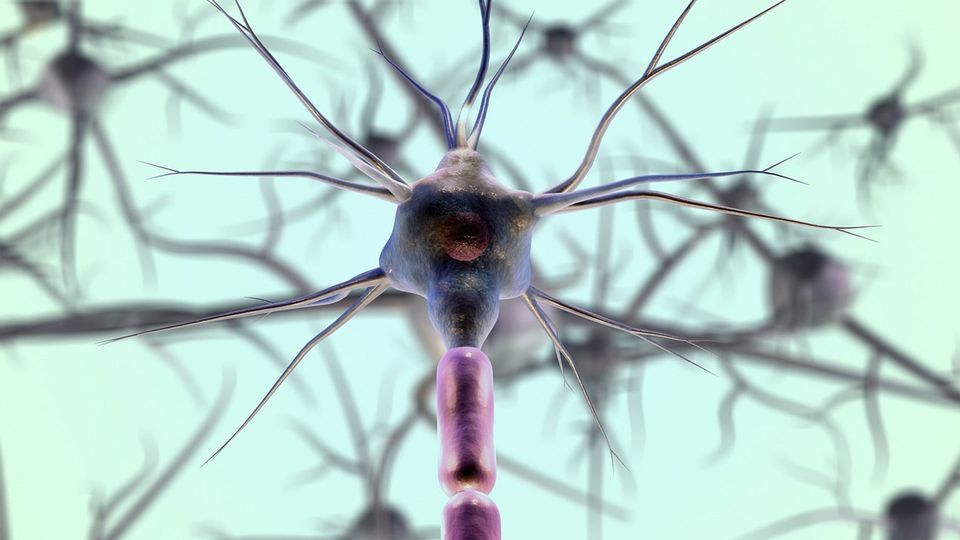 A neuron, with structures branching out.