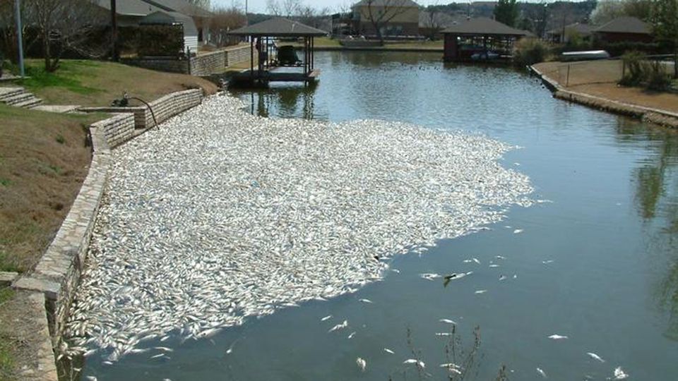 Golden alga fish kill at Lake Granbury, Texas.
