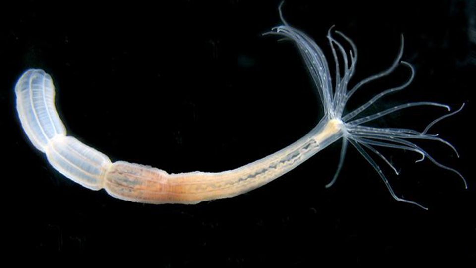 A single Nematostella polyp.