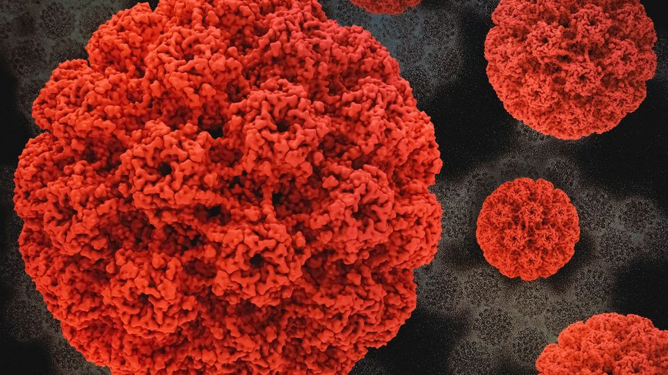 3D renderings of the human papillomavirus (HPV) capsid.