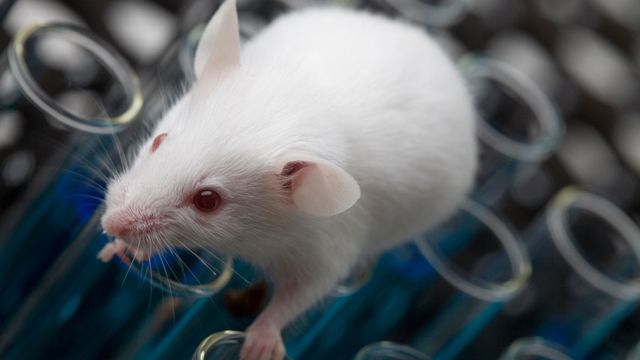 A white mouse climbing over test tubes.