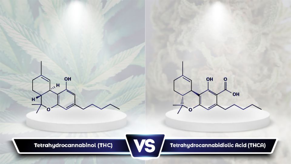 The chemical structure of THC with cannabis leaves in the background, next to the structure of THCA with processed cannabis in the background.